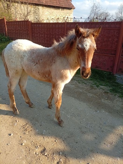 Vând iapă cu mânz