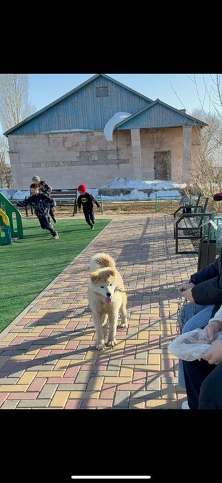 Акита ину мальчик 1 лет