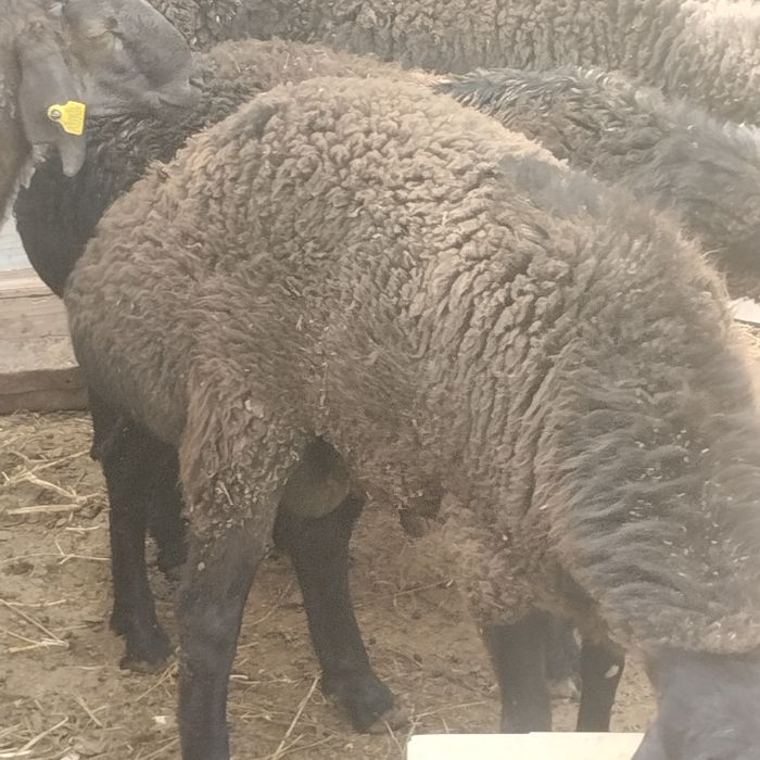 Семіз қошқарлар сатылады үш ай жемде тұрған