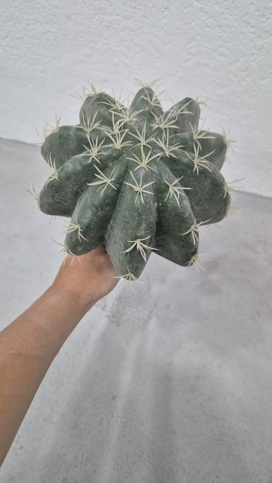 Искусственные цветы. Кактусы