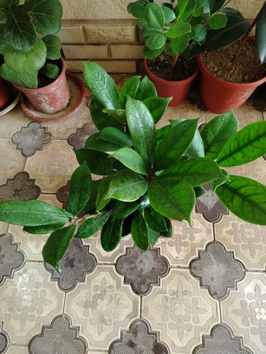 Honaki gullar, gul, комнатные растения, цветы