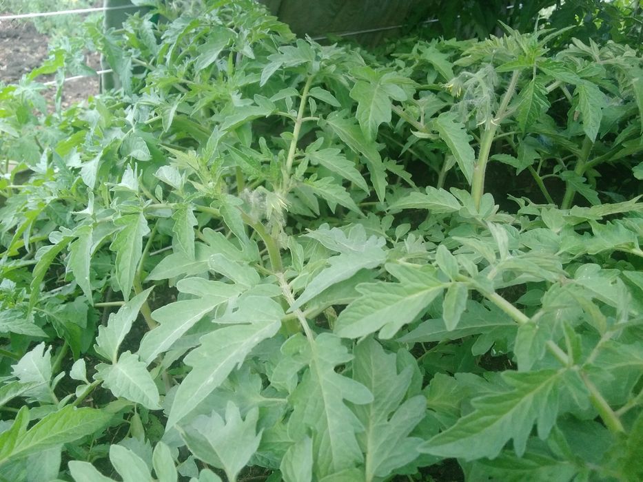 Продам    рассаду   помидор