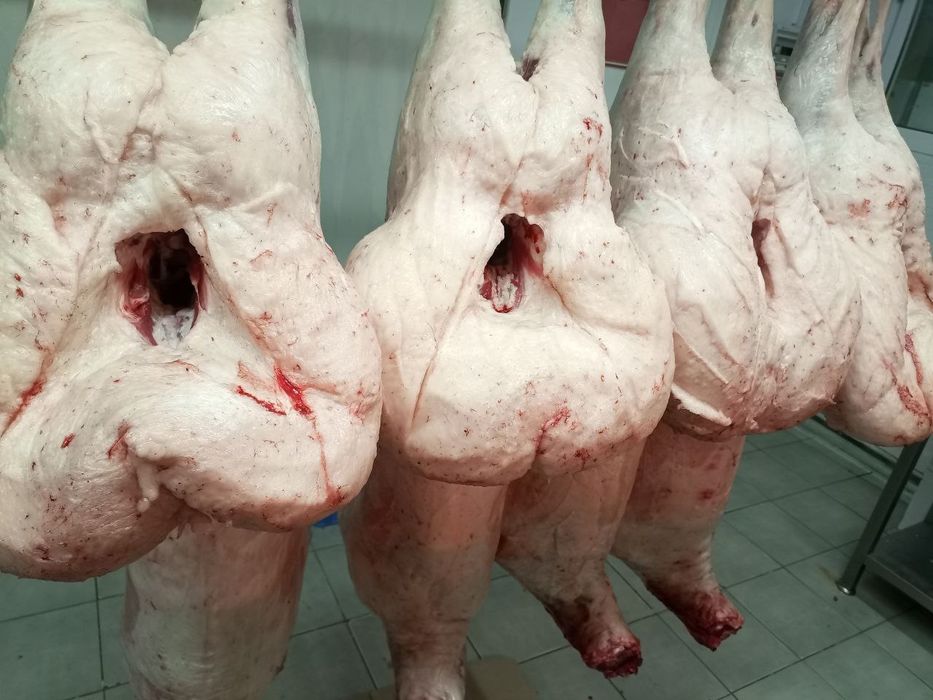 Qoylar sotiladi 25 kg dan 70 kggacan