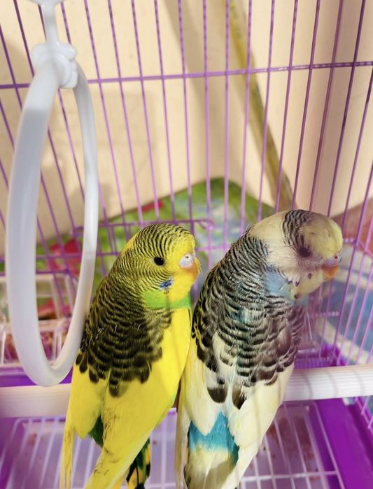 Попугай комплект с клеткой