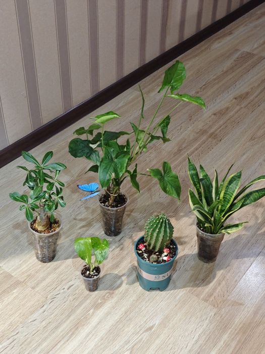 Цветы гул гүл суккуленты