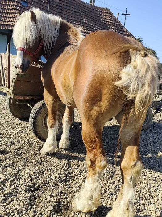 Vând armăsar de 6 ani