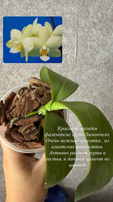 Орхидея фаленопсис сортовые
