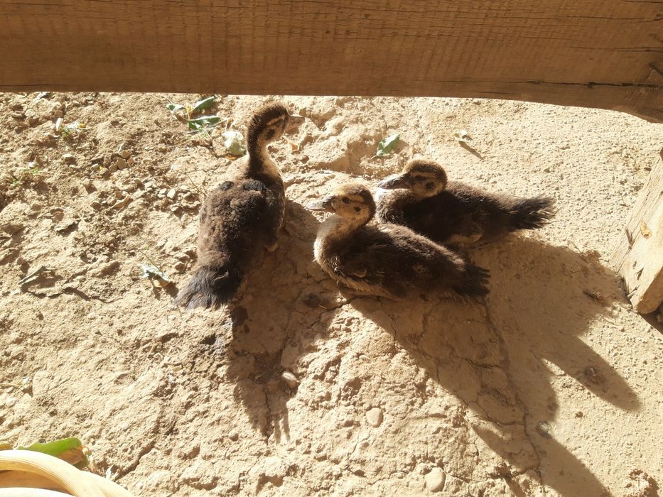 үирек сатылады жақсЫ