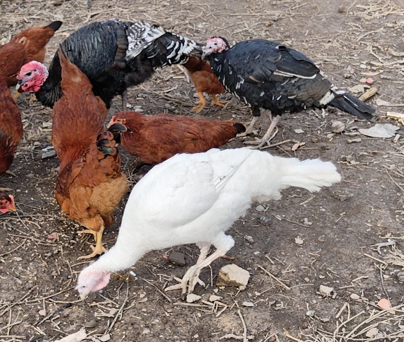 Куркалар сотилади