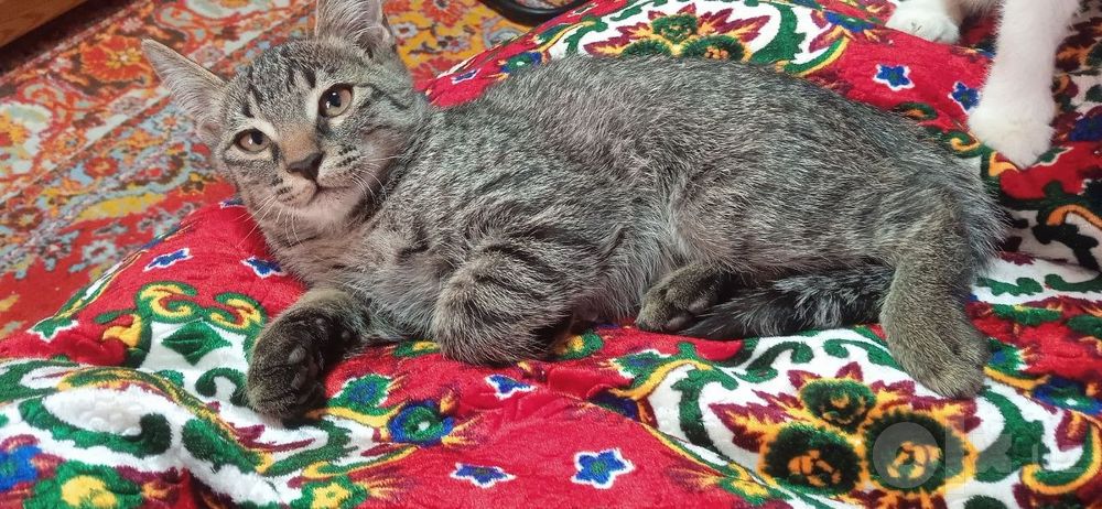 Котёнок в добрые руки бесплатно