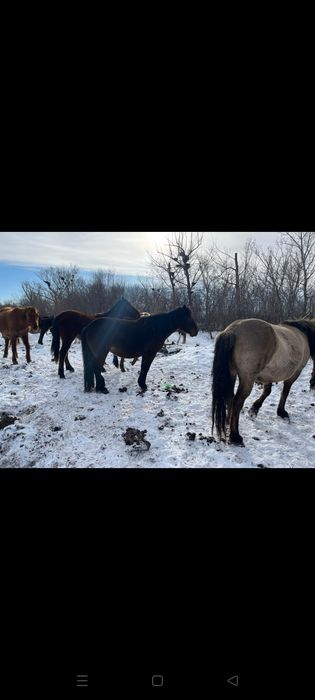 Продаю 2 молодые  Кобылы