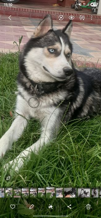 Haski sotiladi 2 yosh