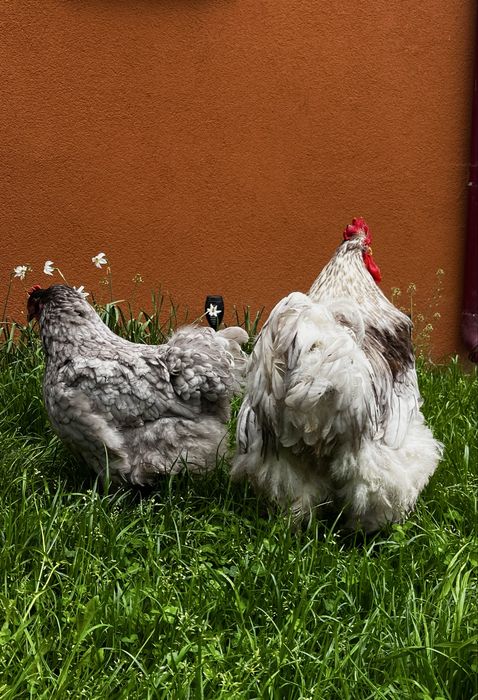 Vând pereche cocos si gaina cochinchina urias albastru