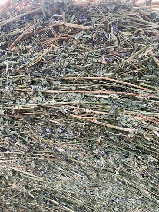 Рулонки ечимична