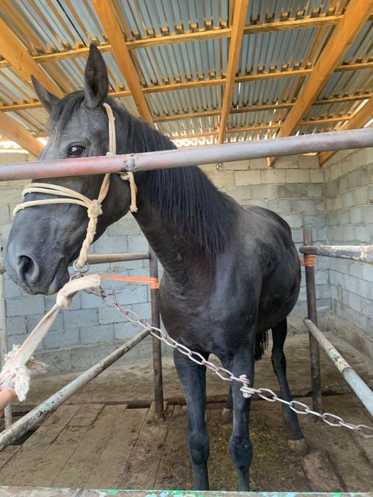 Бие сатылады семиз