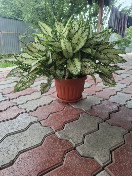 Продам роскошную комнатную Аглаонему