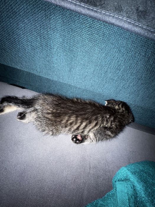 Котенок 3 месяца мальчик