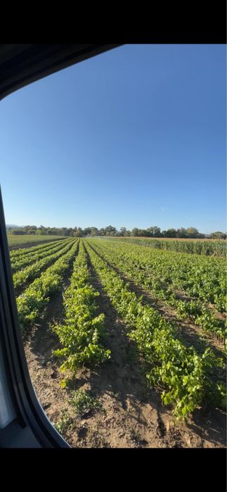 Butași viță de vie certificată!