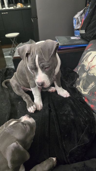 Американско Покет Були