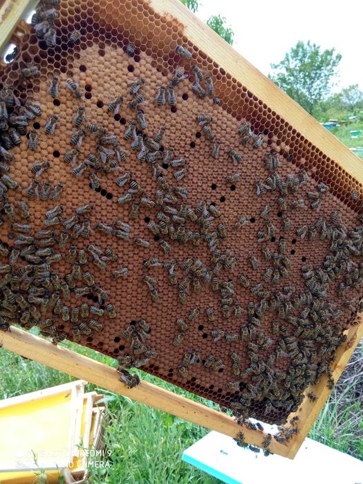 Пчелни отводки 2026г.