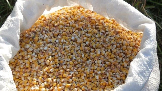 Кукуруза чистая сухая