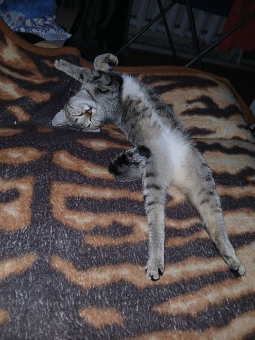 Отдам двух кошек
