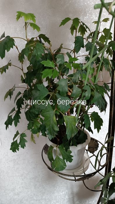 Комнатные растения