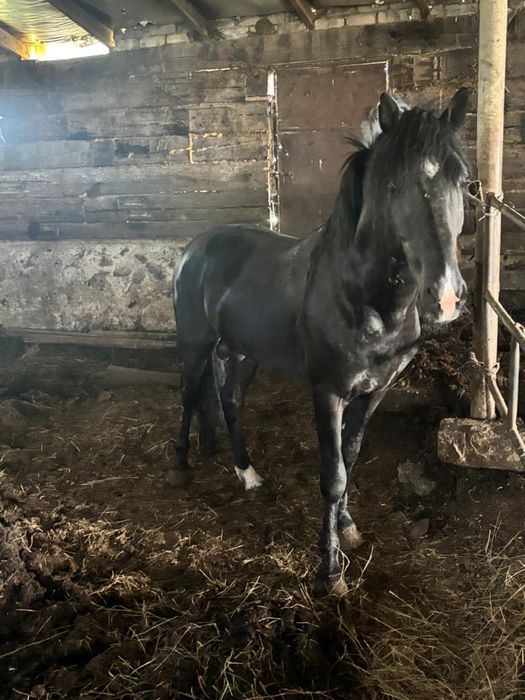 Продам двух лошадей с откорма