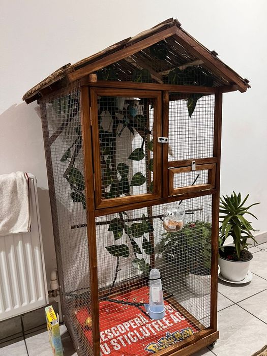 Custi rustice peruși  , micul Alexandru etc