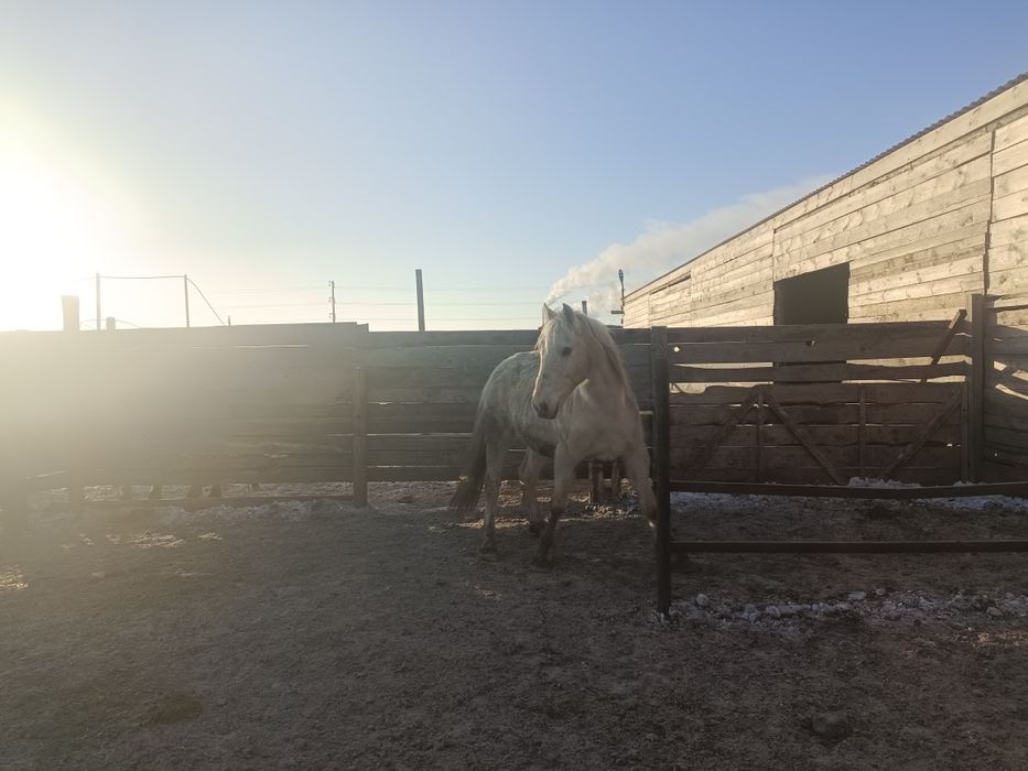 Продам жеребеца 6 лет