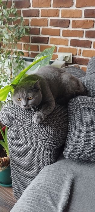 Британски котета