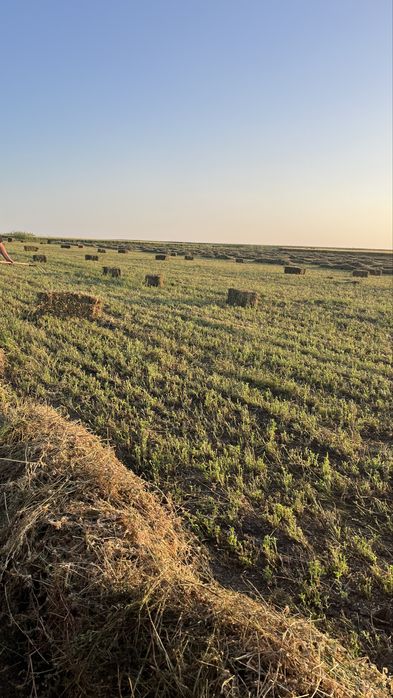 Vand baloti de lucerna