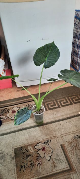 Комнатные цветы красивые