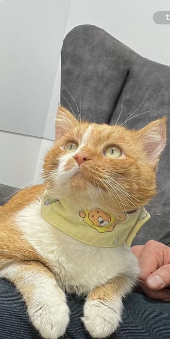 Котик в добрые руки