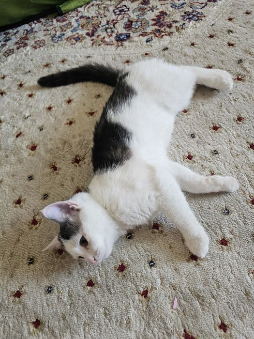 Отдам Котенок девочка