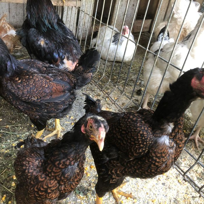 Familii De găini de rasa deosebite