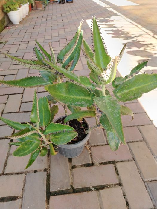 Алоэ и лечебный каланхоэ