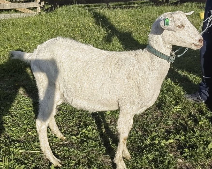 Capre de vanzare