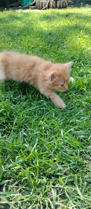 Отдам котят в добрые руки. .