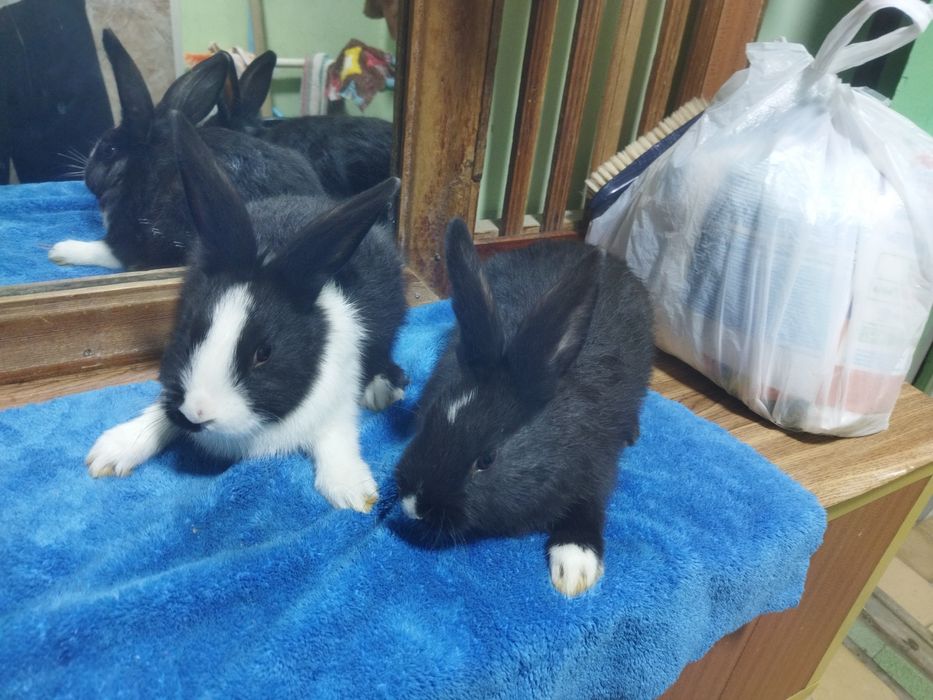 Quyon bollari sotiladi