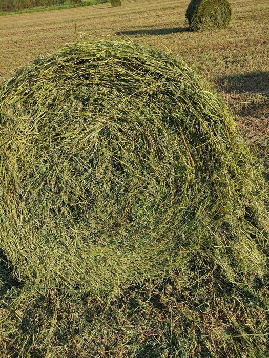 Baloți de lucernă ecologică infoliati recolta 2025