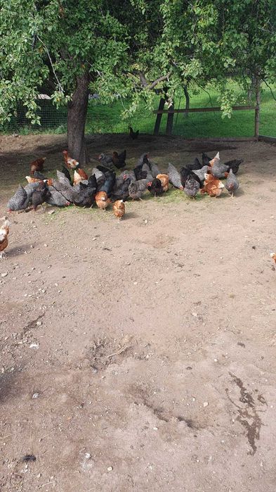 Vând 100 de găini ouătoare