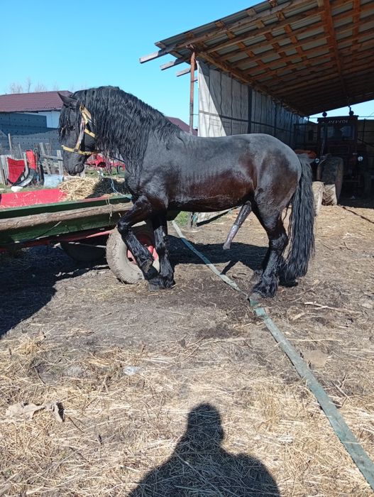 Vând armăsar frizian de 4 ani cu acte