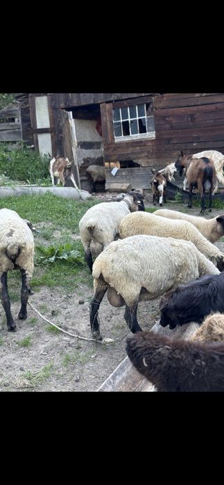 Oi sufollk de vinzare