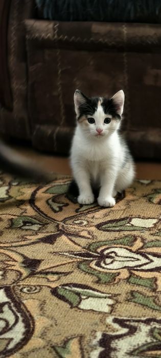 Отдам котенка 2 месяца