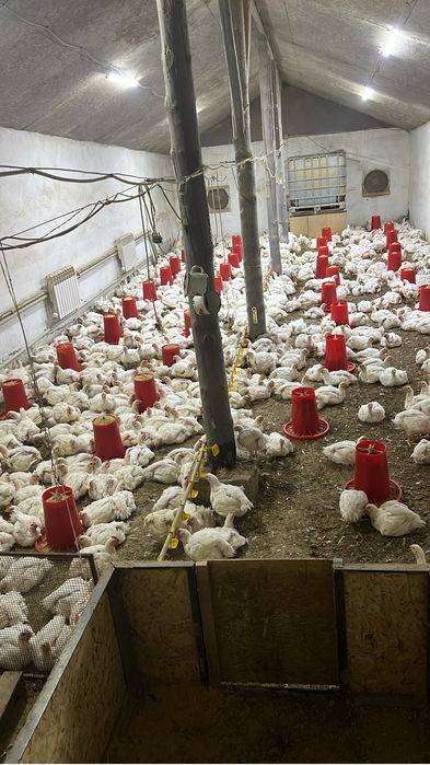 Домашний бройлер без гмо