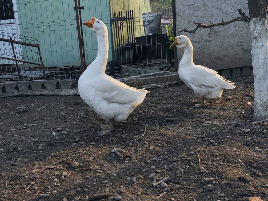 Vând două gâste nu cunosc rasa