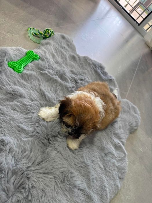 Shih-tzu,fetita,model deosebit, vaccinata și deparazitația la zi !