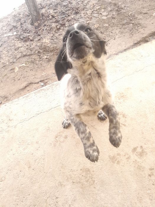 English Springer Spaniel Спаниель 

Английский спрингер-спаниель

Қысқ