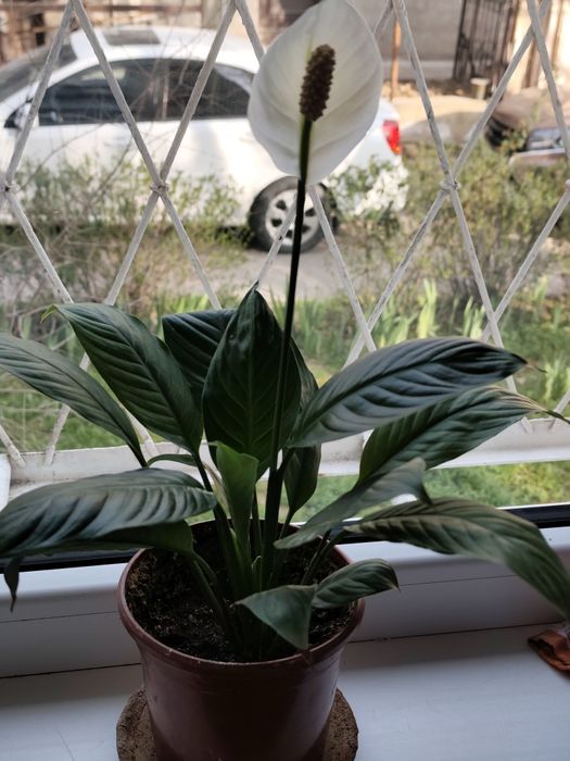 Спатифиллум(женское счастье)
Женское счастье
120 000 сум
Ташкент